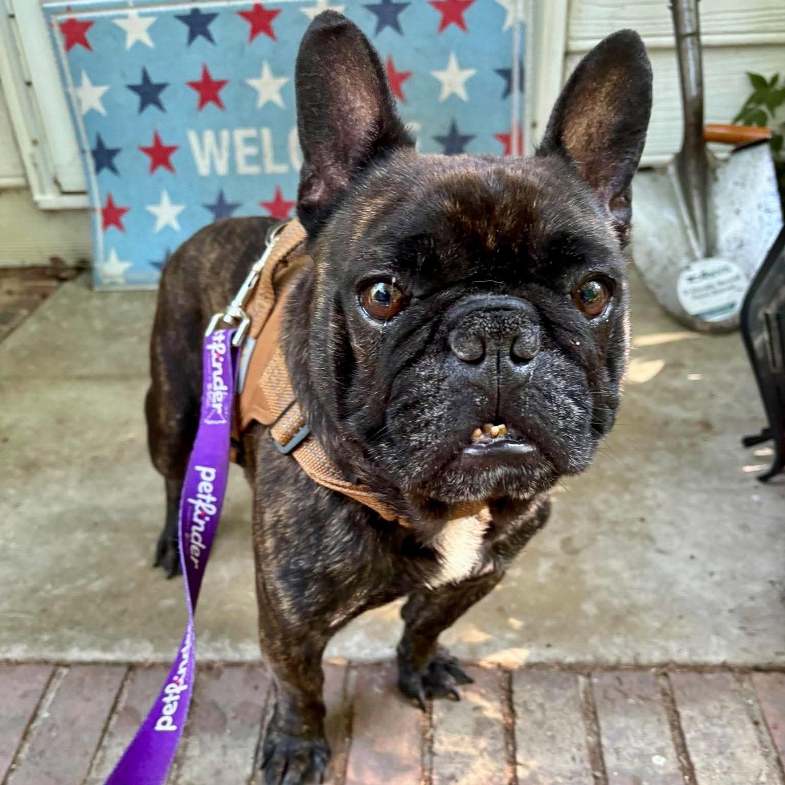 Steven, Adoptable, Adult Male French Bulldog.