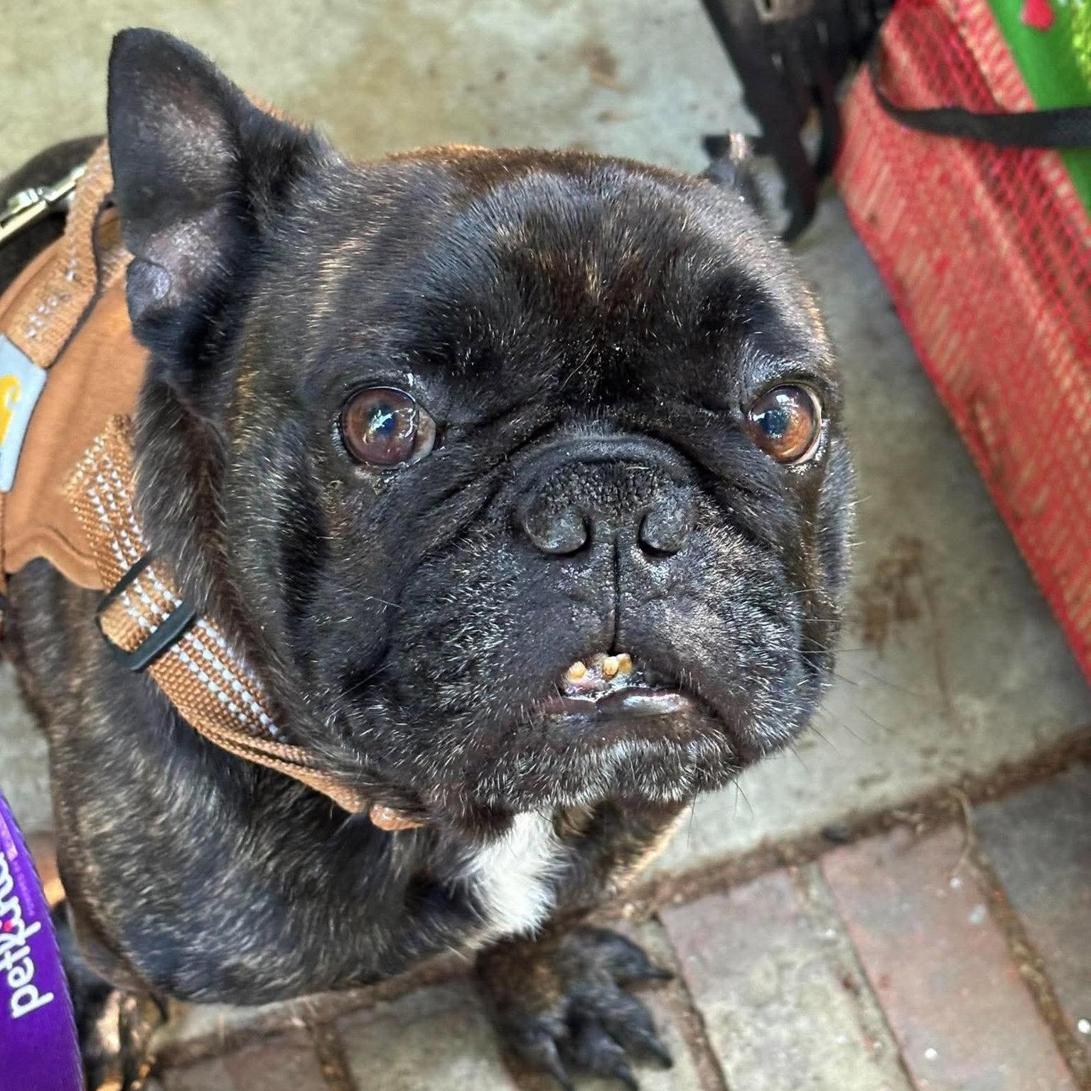 Steven, a Adoptable French Bulldog in Wilmington, NC image 2/3