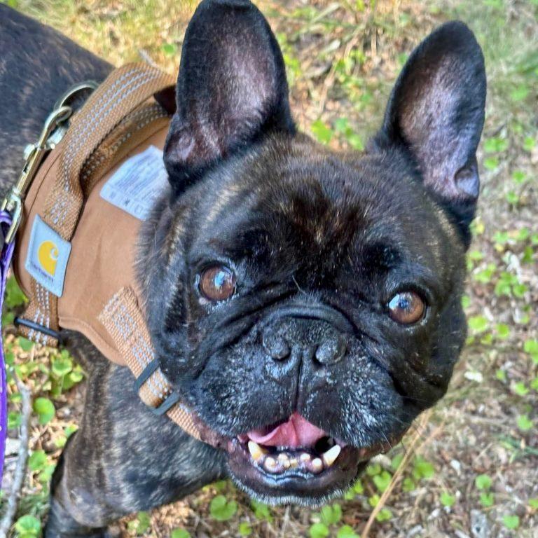 Steven, a Adoptable French Bulldog in Wilmington, NC image 3/3