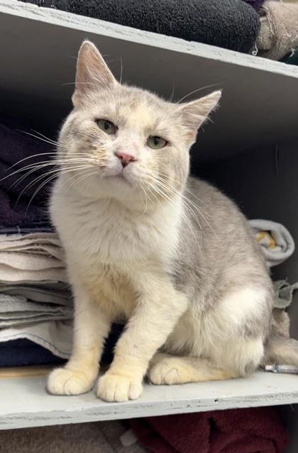 Enlarge Banana, a Adoptable mixed breed in Humboldt, IA image 1/1