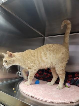Enlarge Honey Pot, a Adoptable mixed breed in Fergus Falls, MN image 1/3