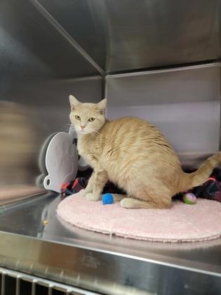 Honey Pot, a Adoptable mixed breed in Fergus Falls, MN image 1/3