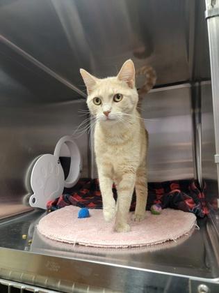 Enlarge Honey Pot, a Adoptable mixed breed in Fergus Falls, MN image 3/3