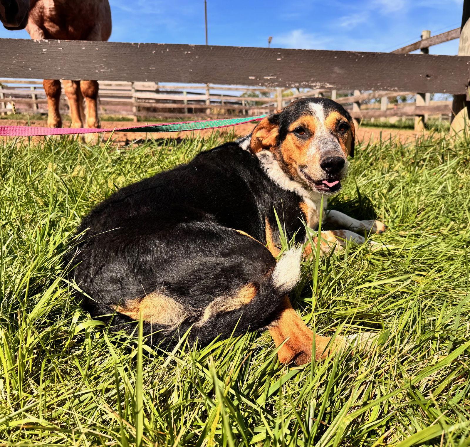 Lola, Adoptable, Young Female Australian Cattle Dog / Blue Heeler.