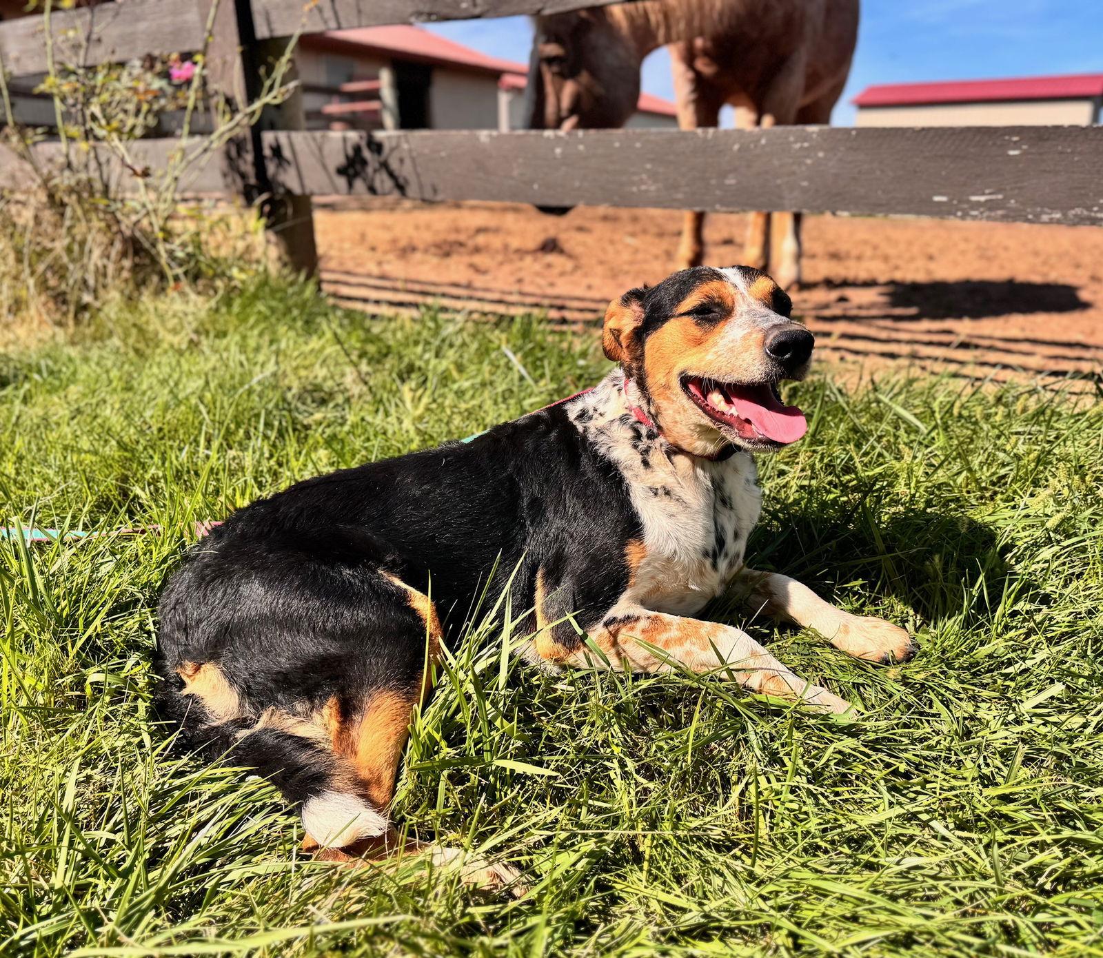 Enlarge Lola, a Adoptable Australian Cattle Dog / Blue Heeler in Columbia, MD image 2/3