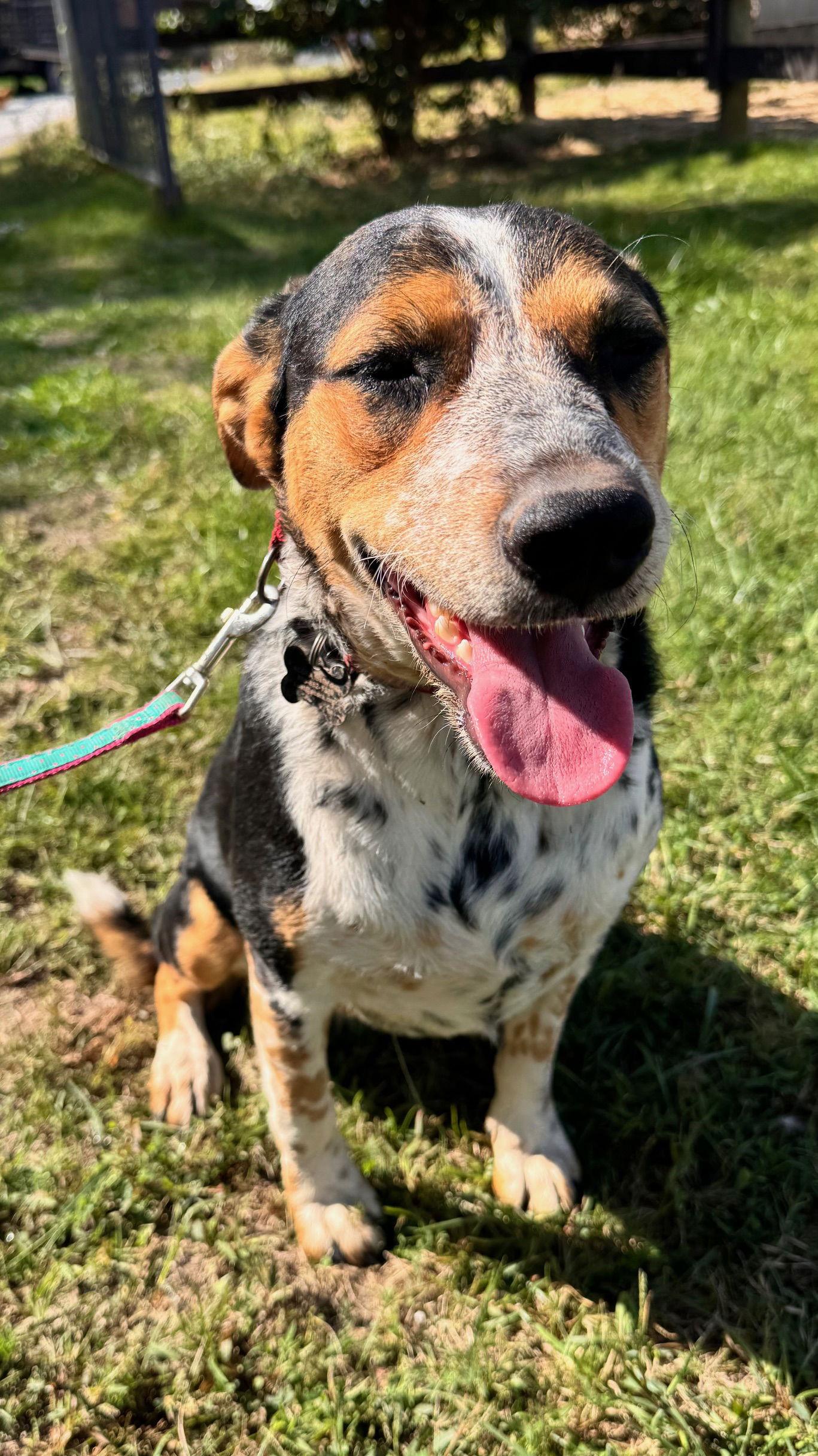 Enlarge Lola, a Adoptable Australian Cattle Dog / Blue Heeler in Columbia, MD image 3/3