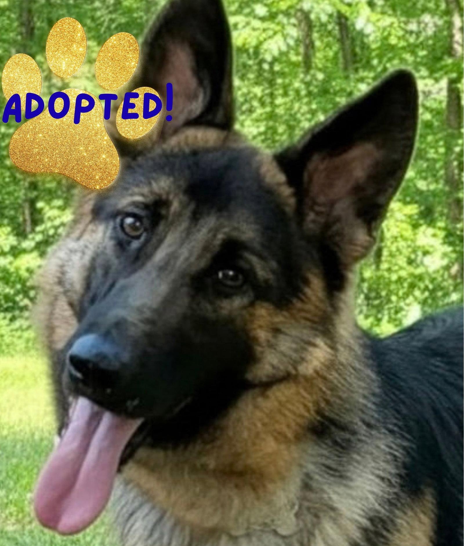 Enlarge MARSHALL2, a Adoptable German Shepherd Dog in Baltimore, MD image 2/3