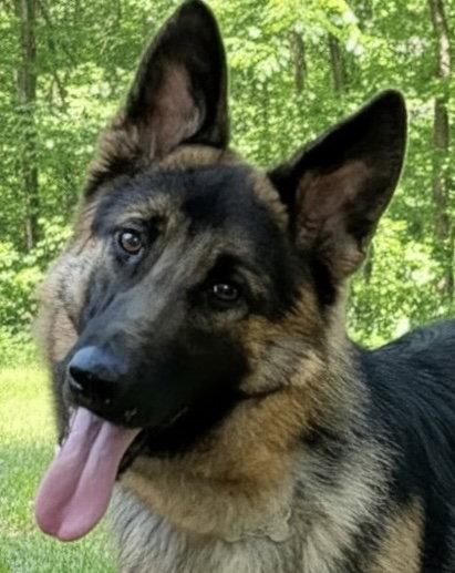 MARSHALL2, a Adoptable German Shepherd Dog in Baltimore, MD image 3/3