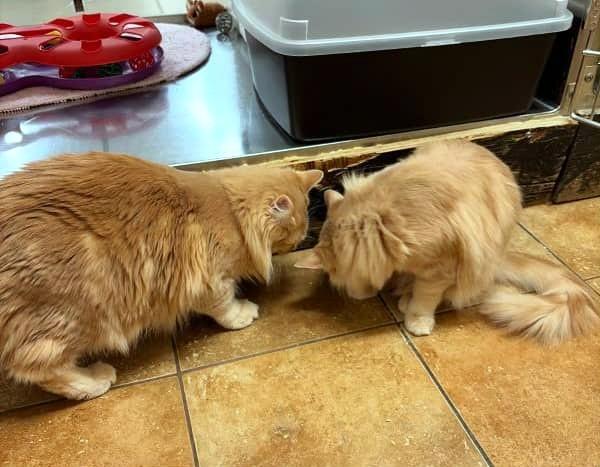 Enlarge LORD MACINTOSH, an adopted mixed breed in Murrieta, CA image 2/6