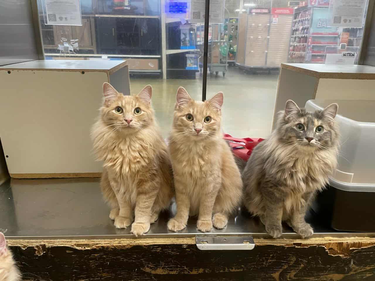 Enlarge LORD MACINTOSH, an adopted mixed breed in Murrieta, CA image 5/6