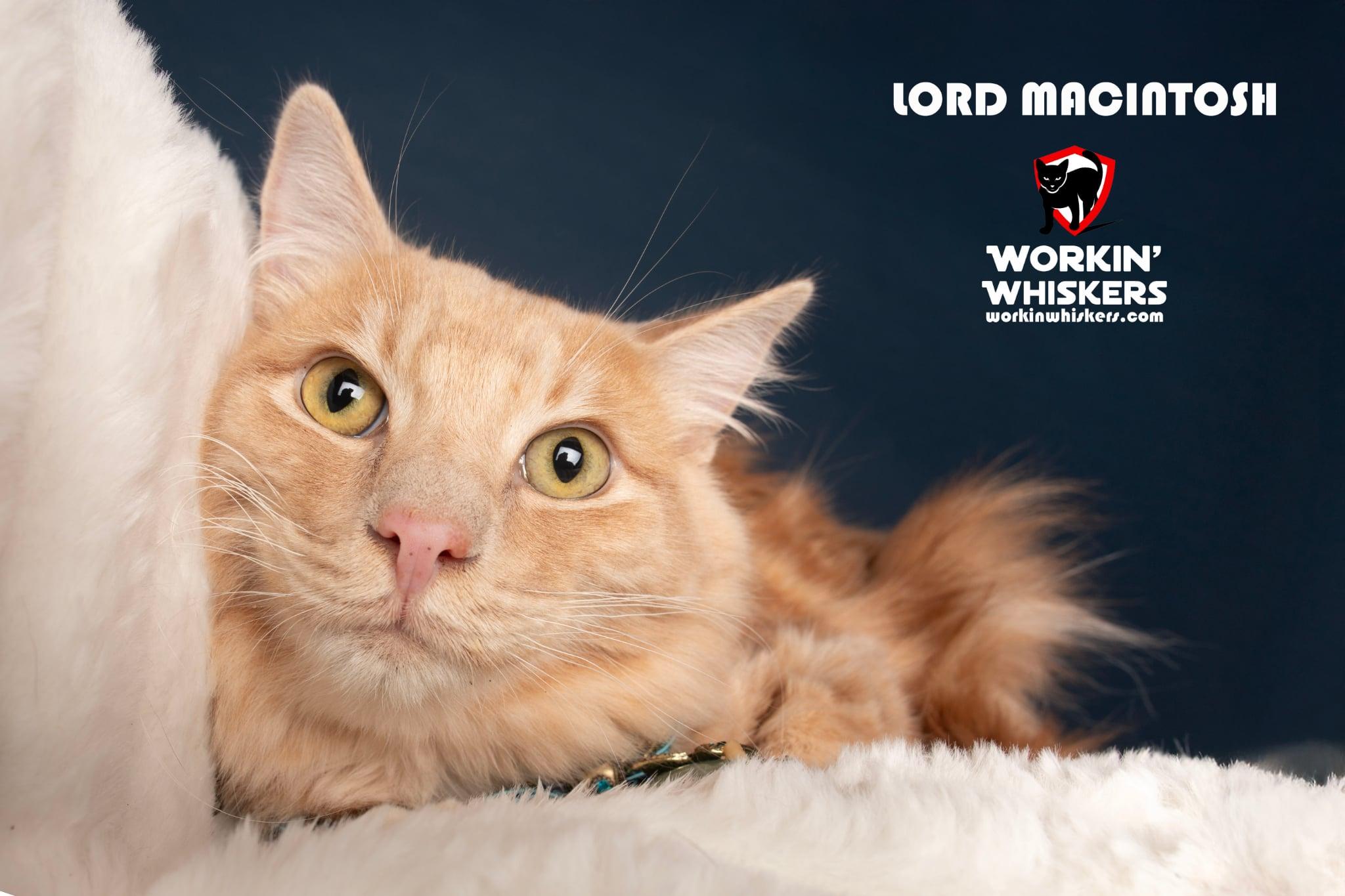 LORD MACINTOSH, adopted, Kitten Male Maine Coon & Domestic Long Hair.