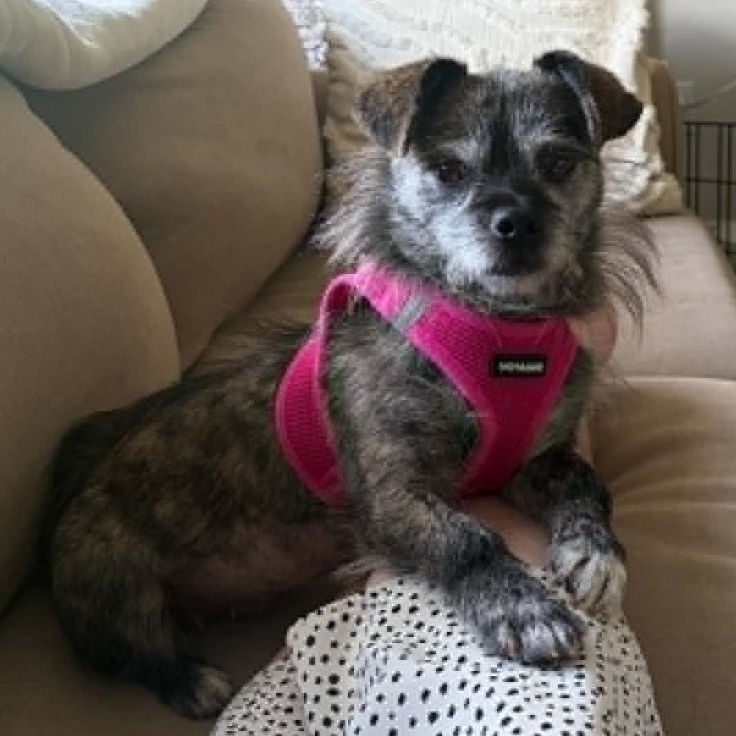 Gummy, a ADOPTABLE Terrier in Cherry Hill, NJ image 5/6