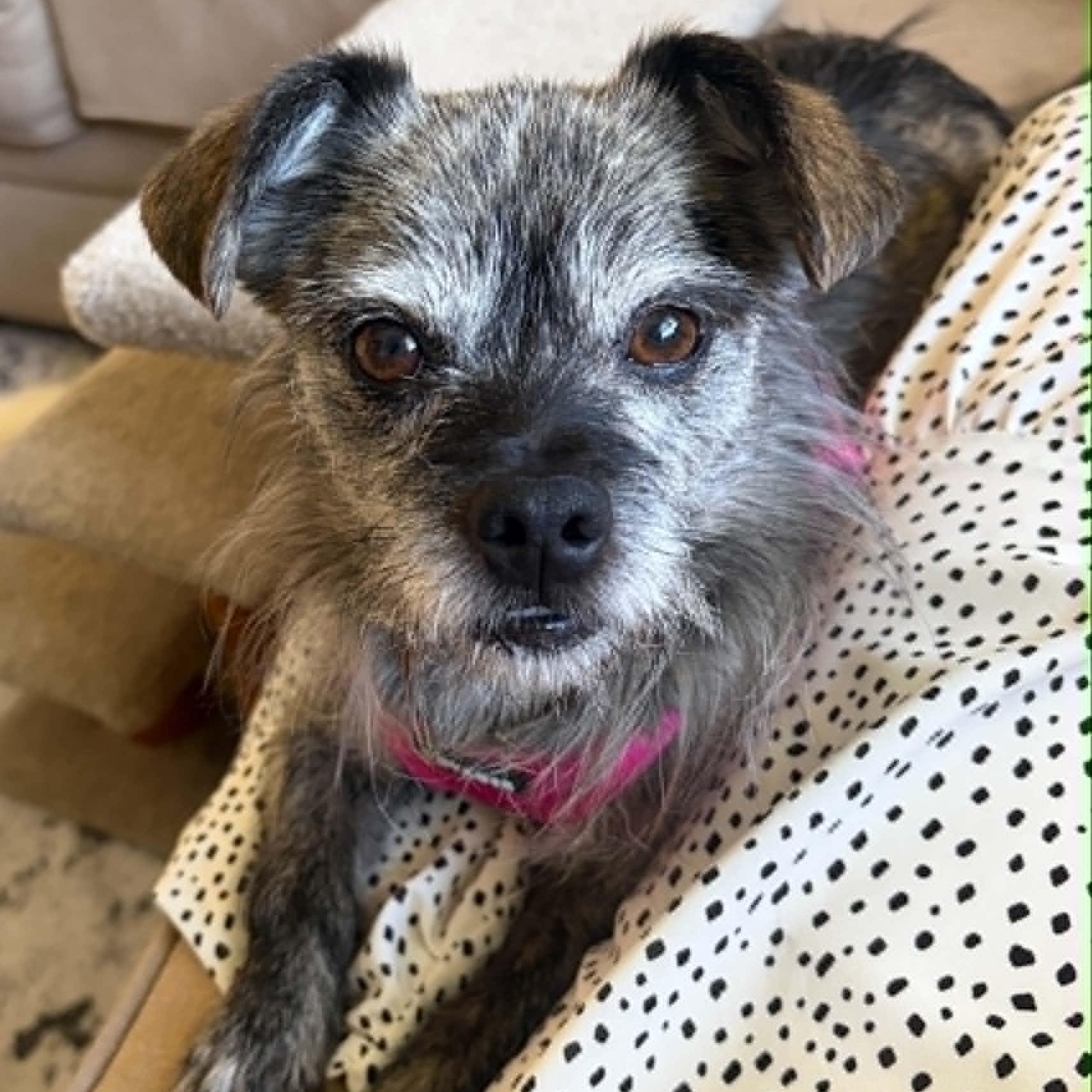Gummy, a ADOPTABLE Terrier in Cherry Hill, NJ image 1/6