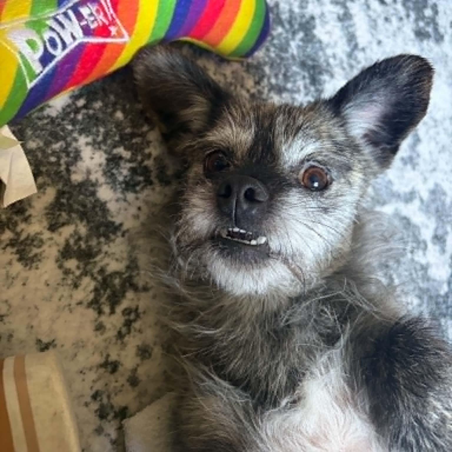 Gummy, a ADOPTABLE Terrier in Cherry Hill, NJ image 3/6