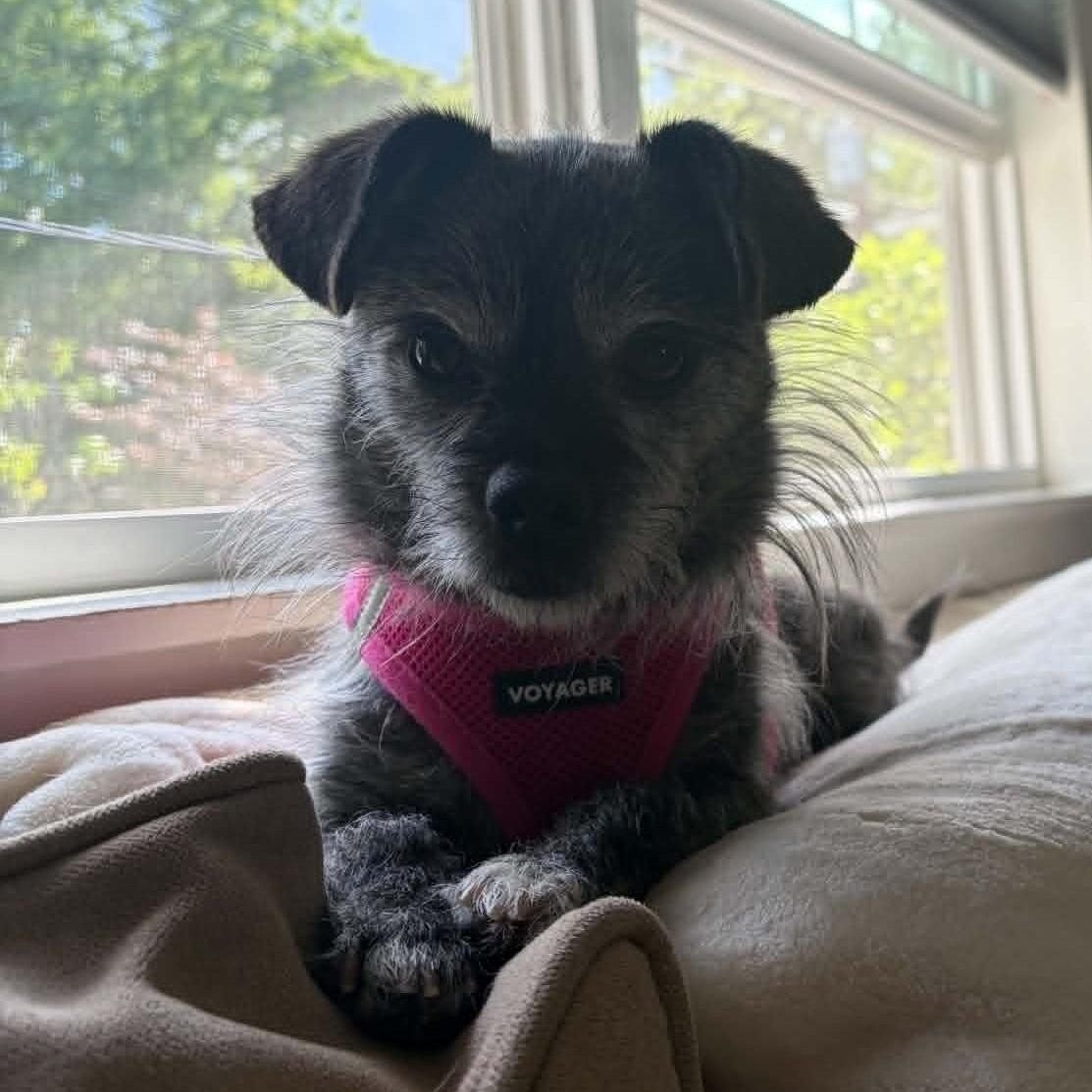 Gummy, a ADOPTABLE Terrier in Cherry Hill, NJ image 6/6
