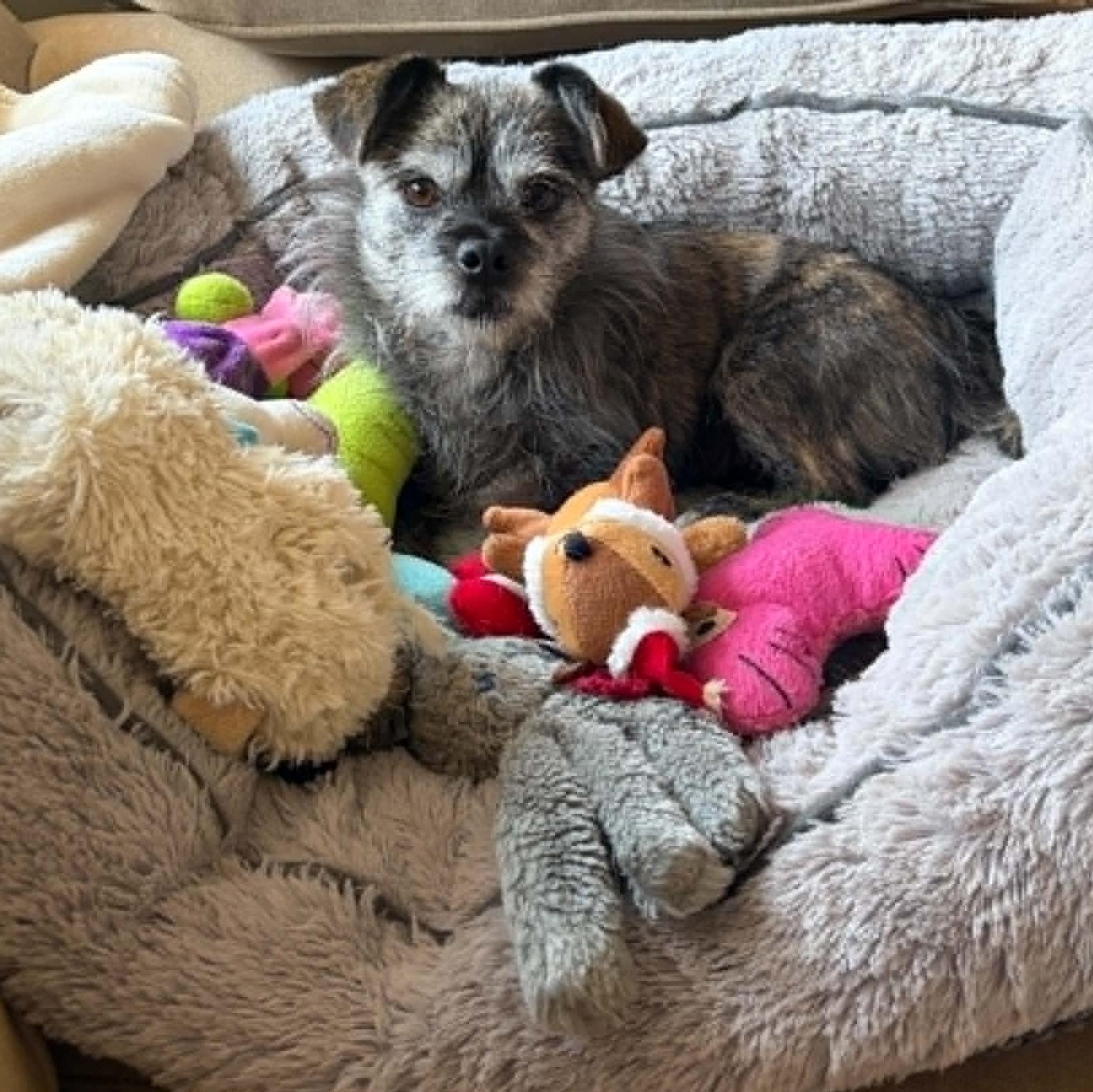 Gummy, a ADOPTABLE Terrier in Cherry Hill, NJ image 2/6