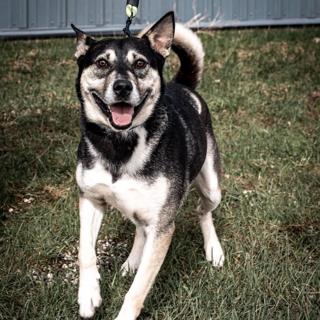Enlarge Dodger, a Adoptable mixed breed in Tomah, WI image 2/5