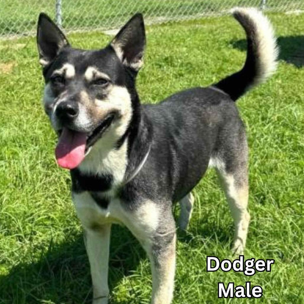 Enlarge Dodger, a Adoptable mixed breed in Tomah, WI image 3/5