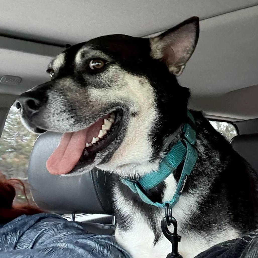 Enlarge Dodger, a Adoptable mixed breed in Tomah, WI image 4/5