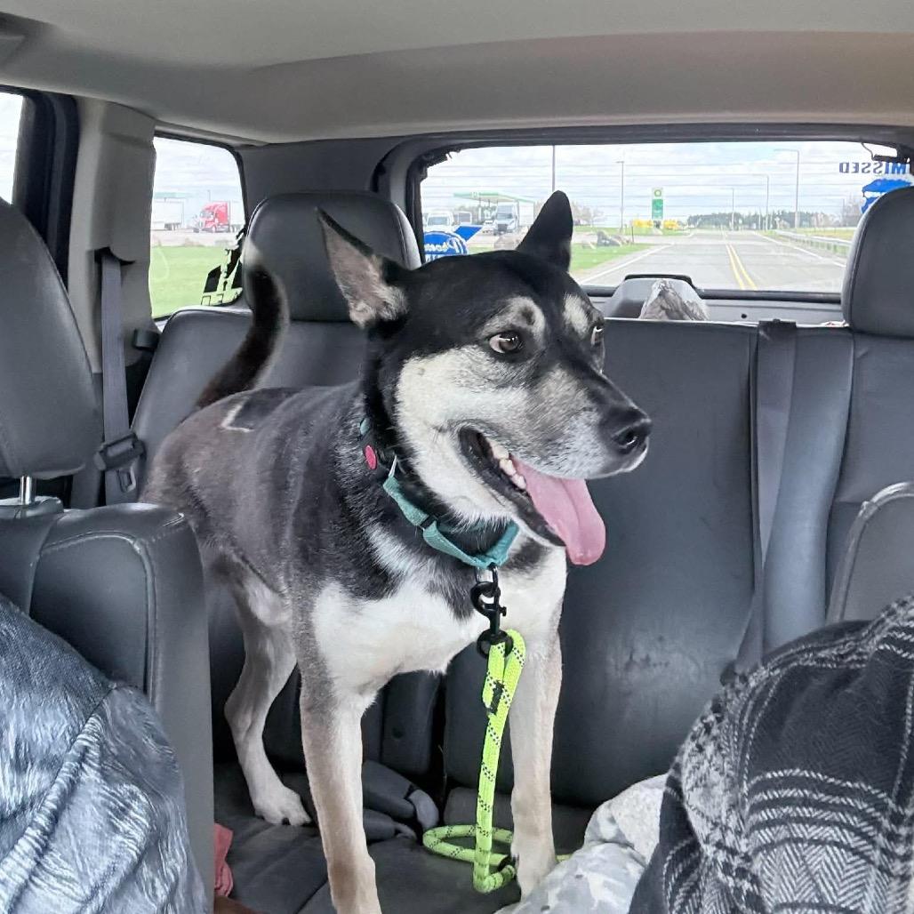 Enlarge Dodger, a Adoptable mixed breed in Tomah, WI image 5/5