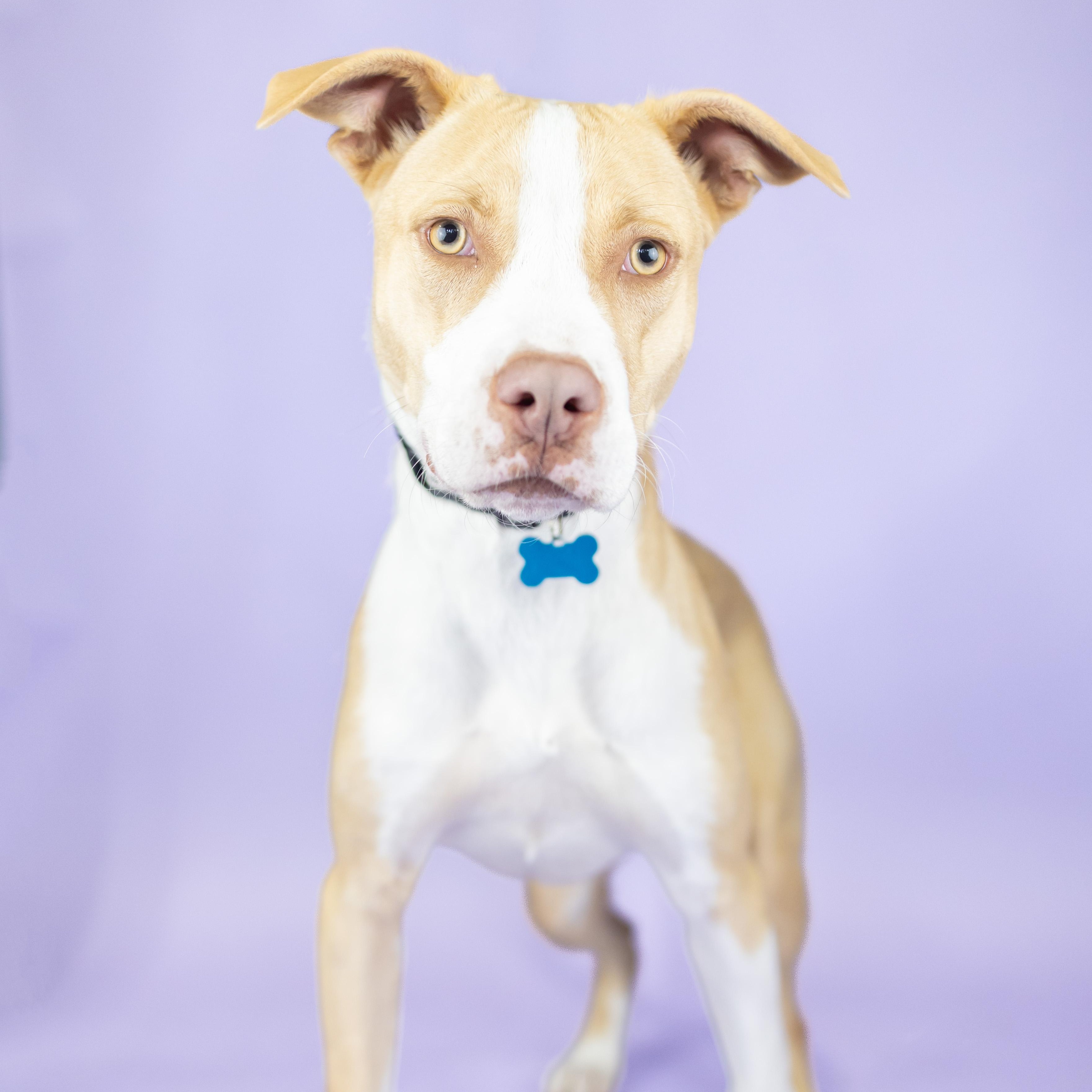 Enlarge Howey, a Adoptable mixed breed in Portland, OR image 1/1