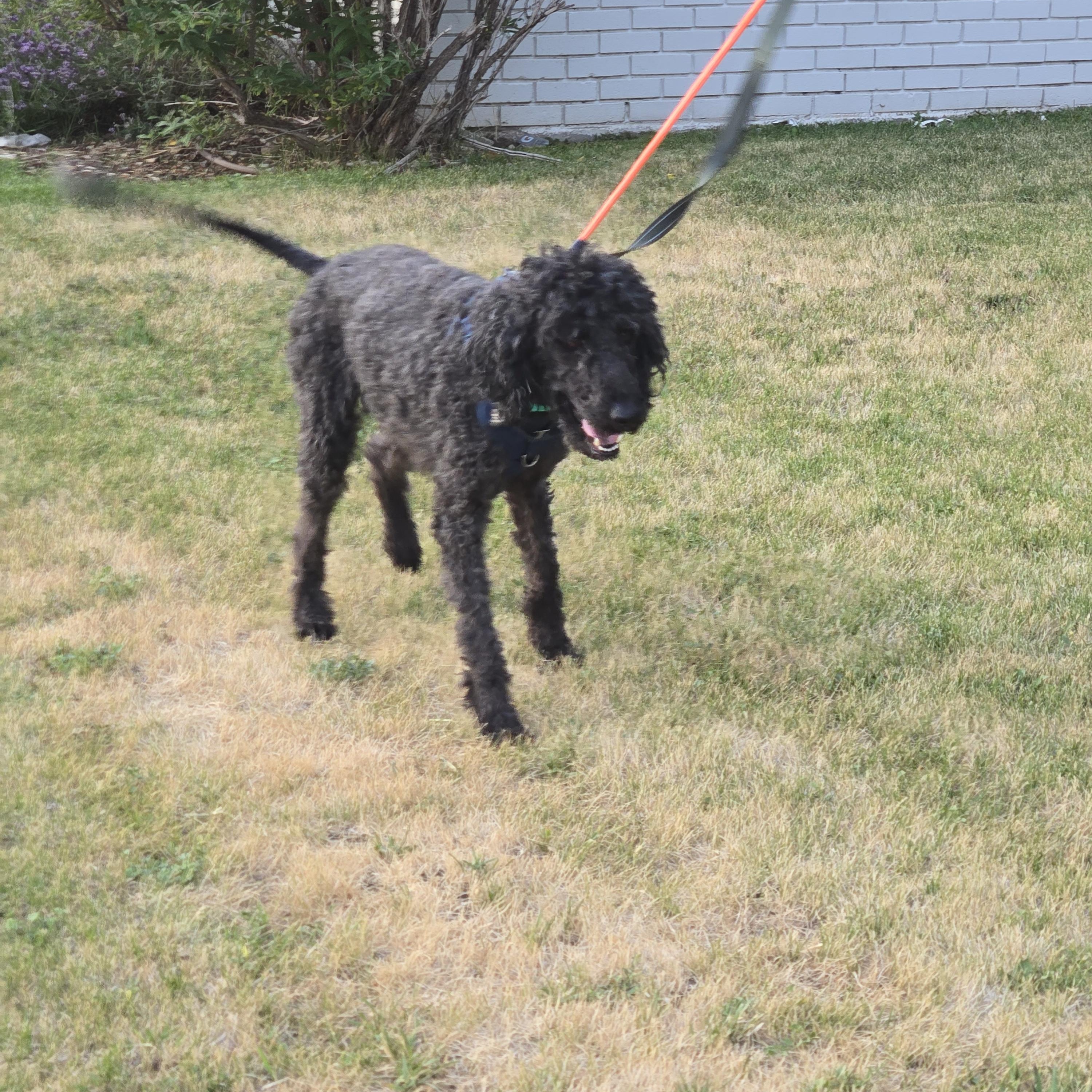 Enlarge Cabby, a ADOPTABLE Standard Poodle in West Valley, UT image 4/4