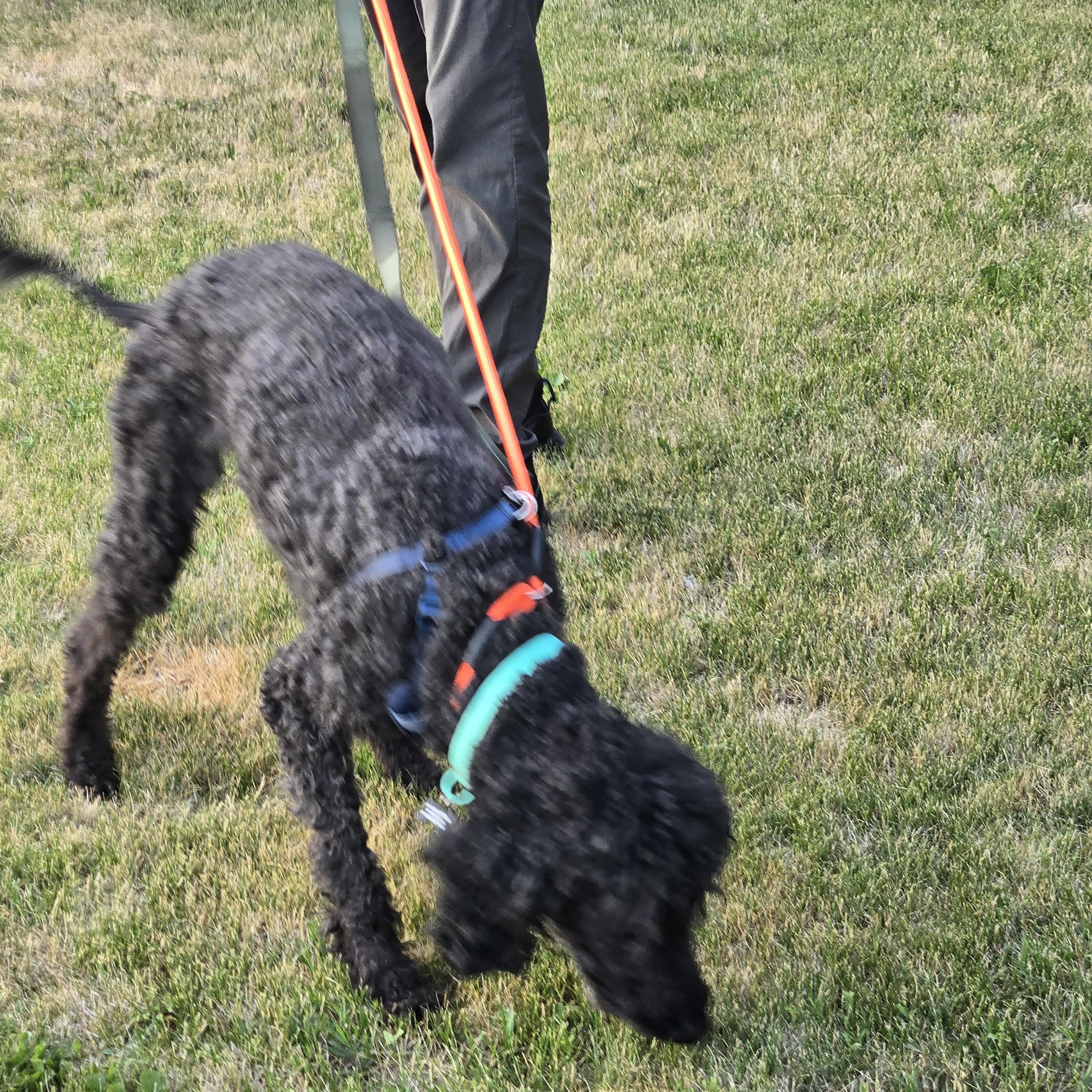 Enlarge Cabby, a ADOPTABLE Standard Poodle in West Valley, UT image 2/4