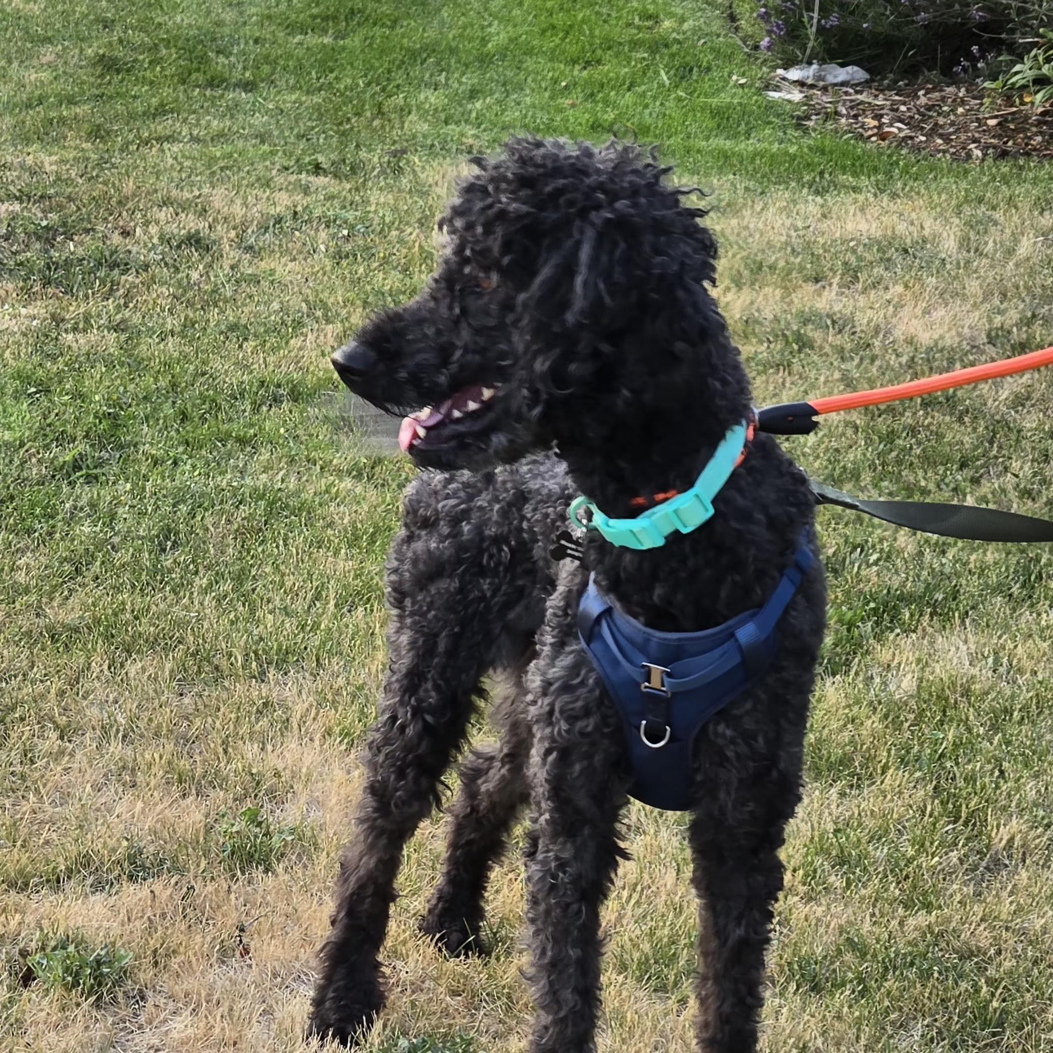 Enlarge Cabby, a ADOPTABLE Standard Poodle in West Valley, UT image 3/4