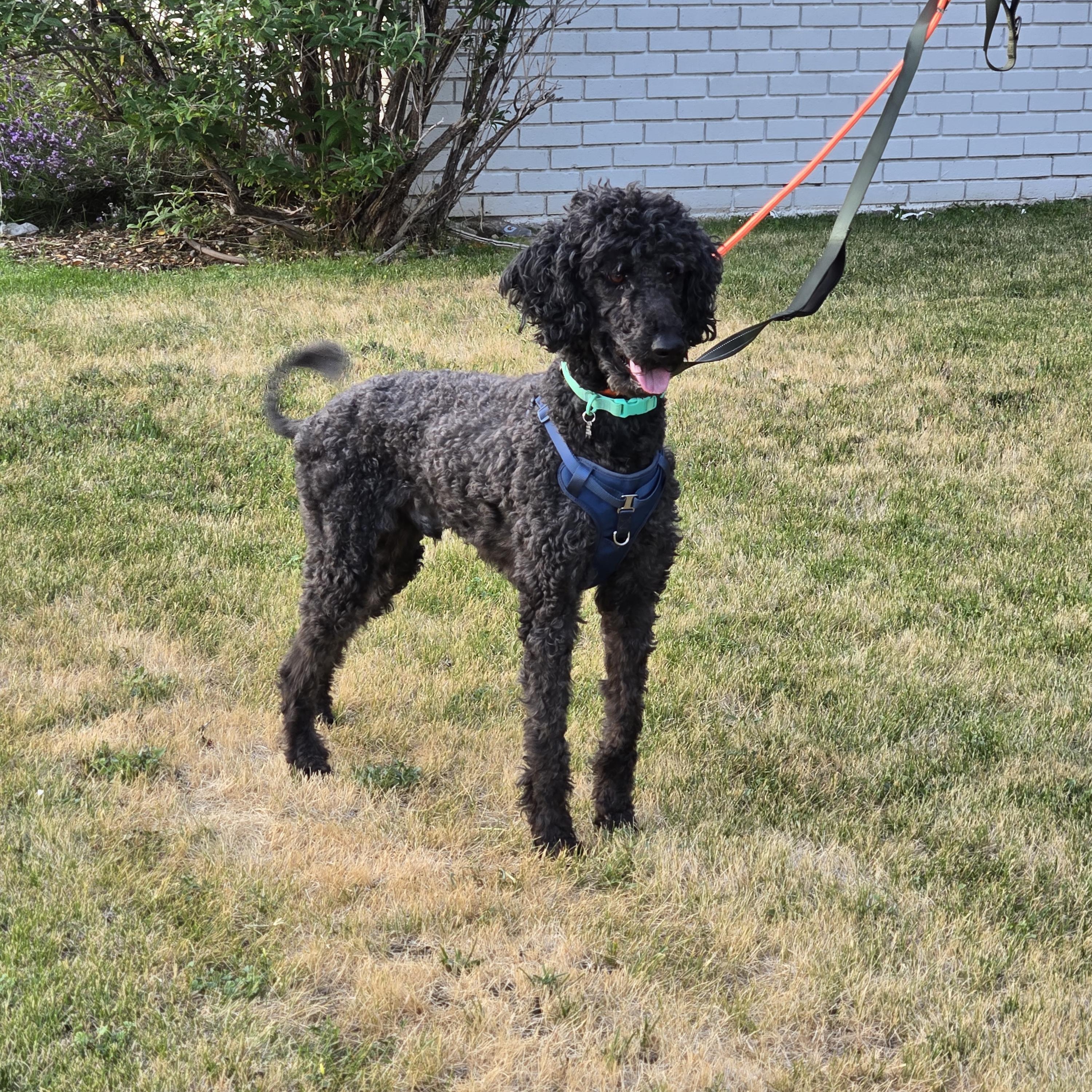 Cabby, ADOPTABLE, Adult Male Standard Poodle.