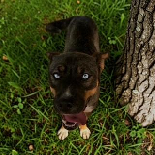 Enlarge Skye, an adopted mixed breed in Grove city, OH image 3/4