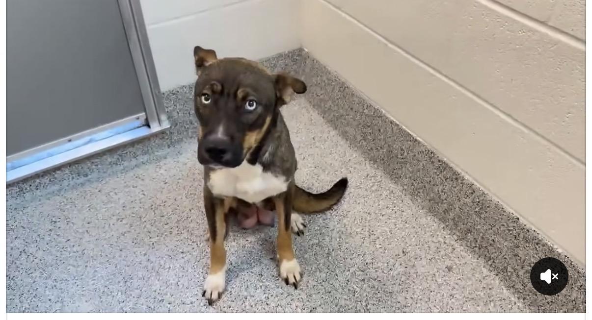 Enlarge Skye, an adopted mixed breed in Grove city, OH image 4/4