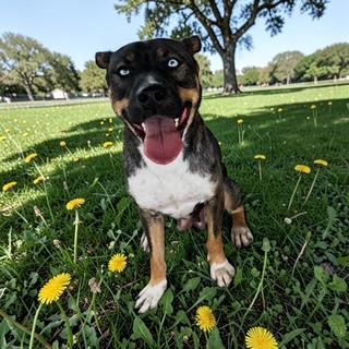 Enlarge Skye, an adopted mixed breed in Grove city, OH image 2/4