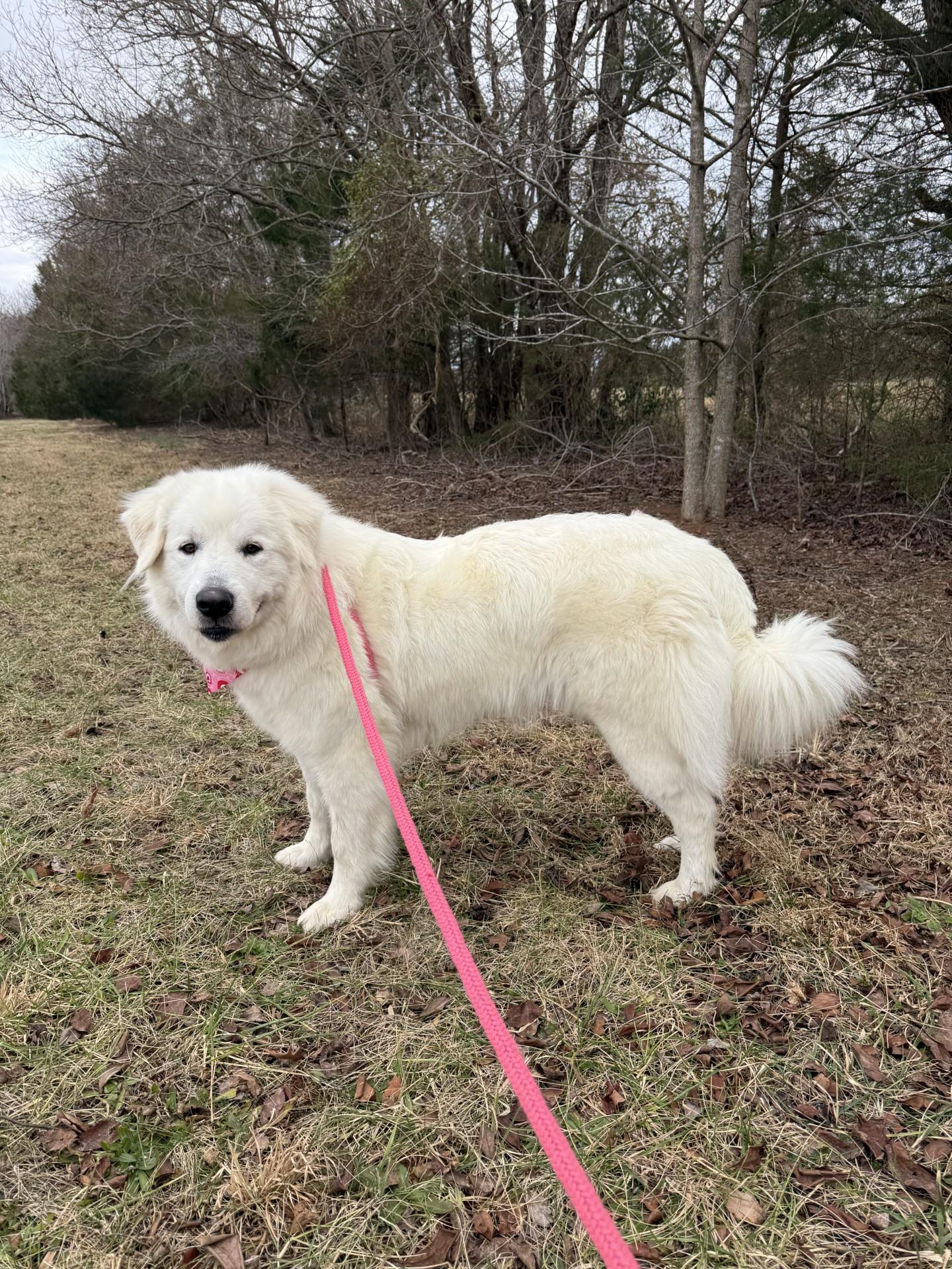 Nessie, an adopted Great Pyrenees in Salisbury, NC image 4/5