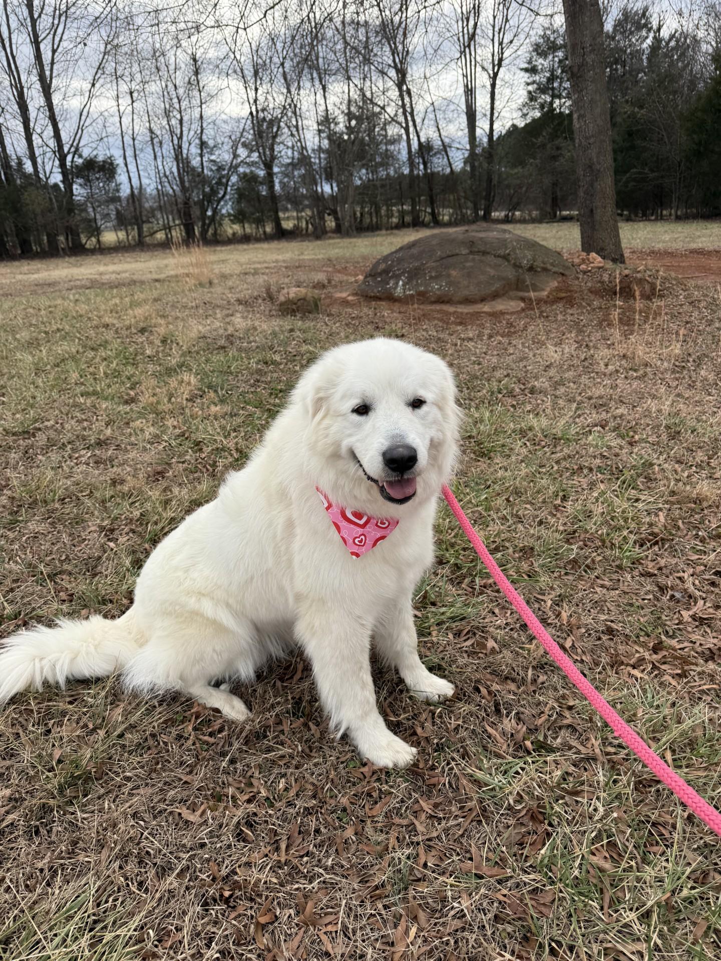 Nessie, an adopted Great Pyrenees in Salisbury, NC image 2/5
