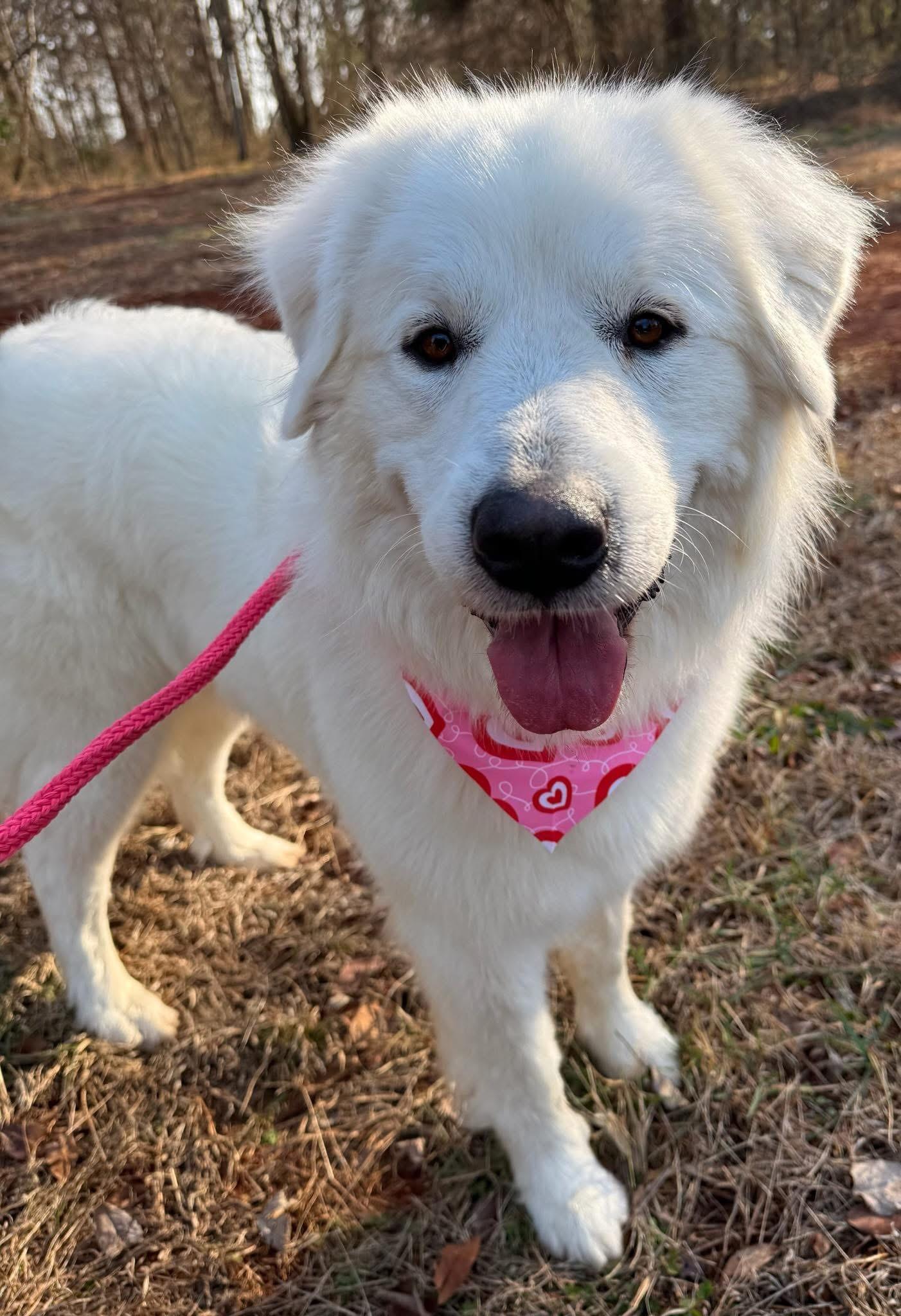 Nessie, an adopted Great Pyrenees in Salisbury, NC image 1/5