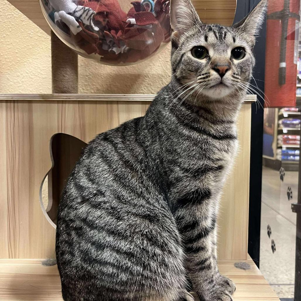 Sol, Adoptable, Young Male Domestic Short Hair.