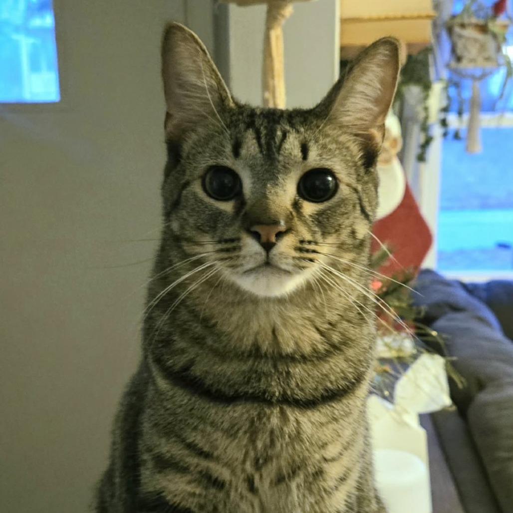 Sol, a Adoptable Domestic Short Hair in Plainfield, IL image 2/4