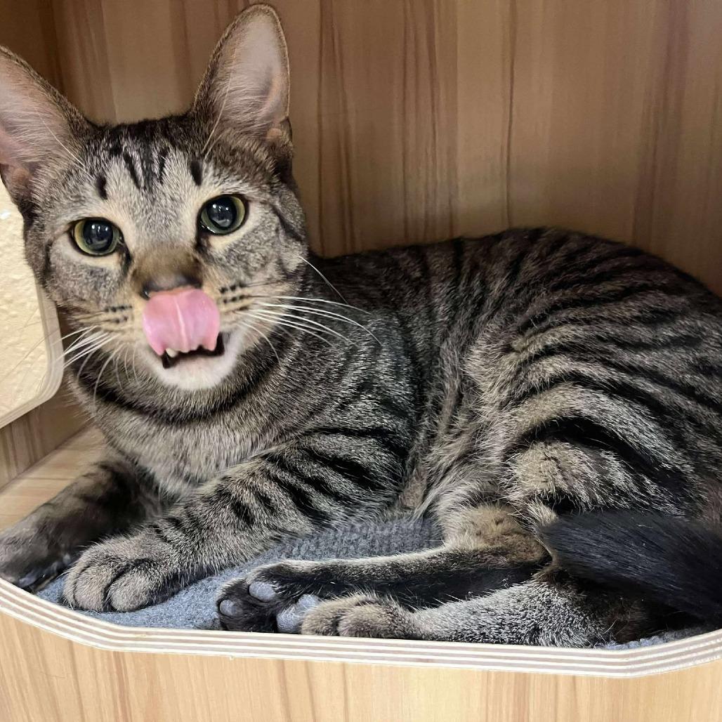 Sol, a Adoptable Domestic Short Hair in Plainfield, IL image 3/4