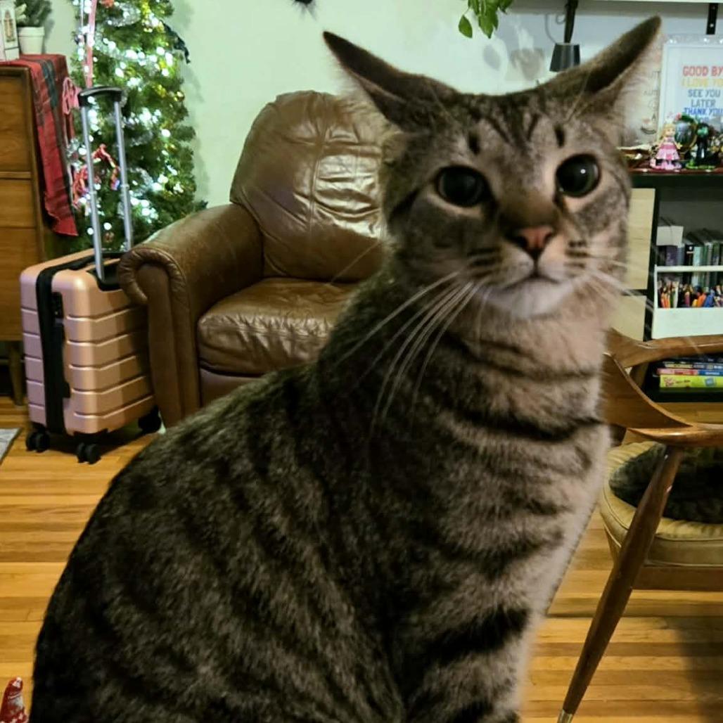 Sol, a Adoptable Domestic Short Hair in Plainfield, IL image 4/4