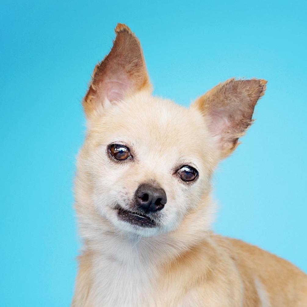 Skippy, Adoptable, Senior Male Mixed Breed.