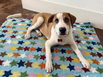 Lark, Adoptable, Puppy Male Border Collie & Mixed Breed.