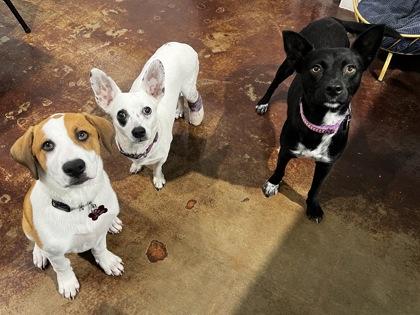 Lark, a Adoptable mixed breed in San Antonio, TX image 2/3