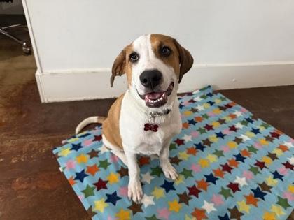 Lark, a Adoptable mixed breed in San Antonio, TX image 3/3