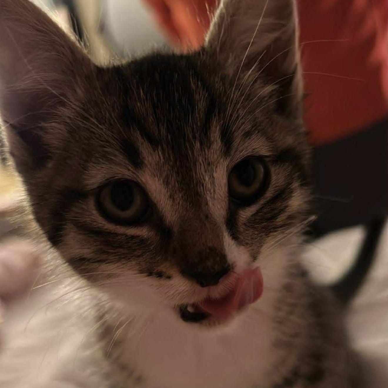 Shasta, ADOPTABLE, Kitten Female Domestic Short Hair & Tabby.