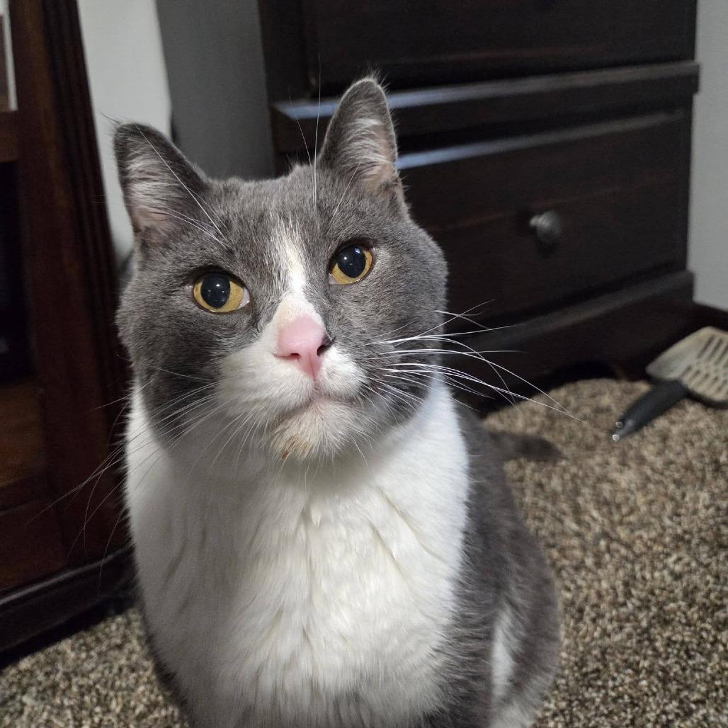 Enlarge Abbott--In Foster, a Adoptable Domestic Short Hair in Fargo, ND image 1/6