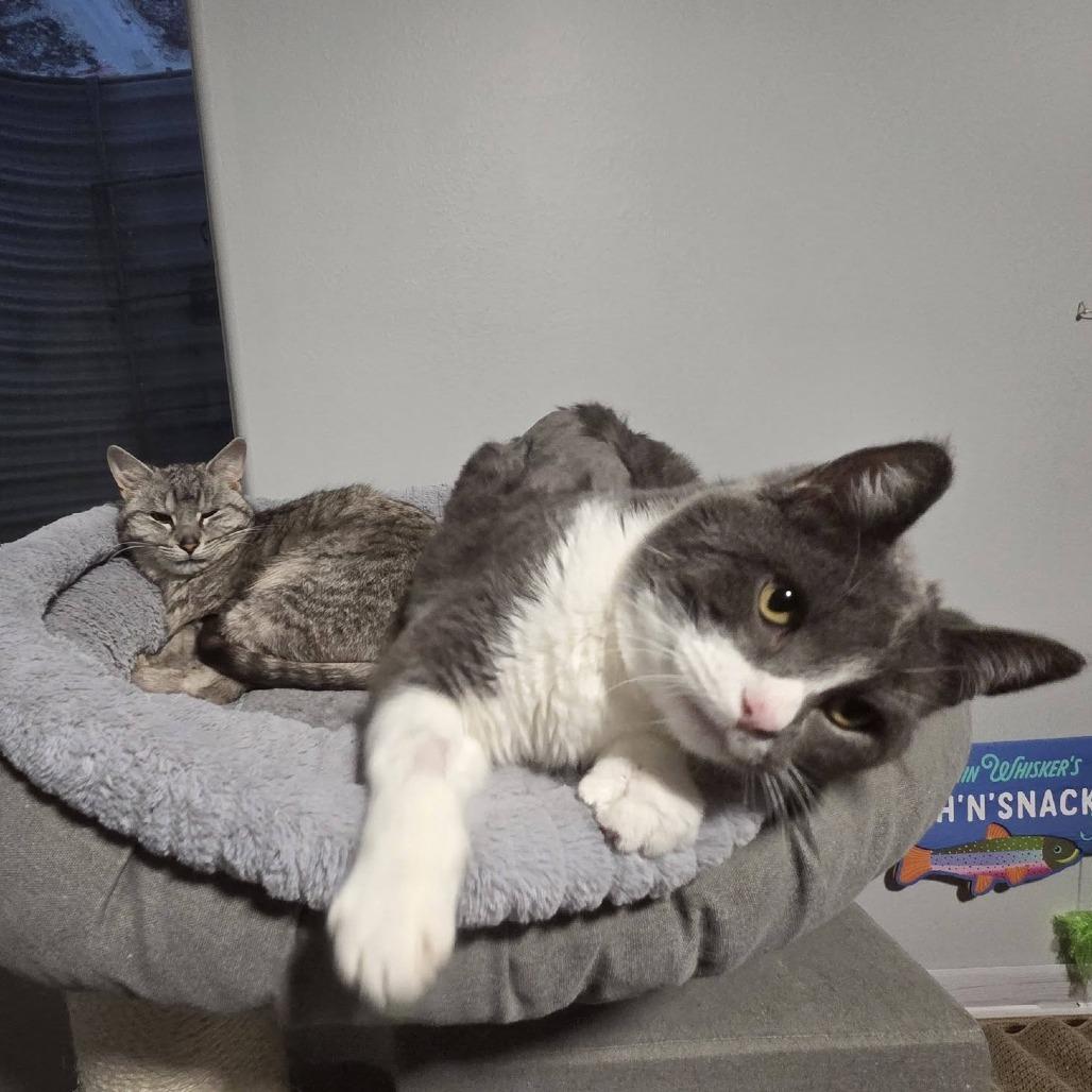 Enlarge Abbott--In Foster, a Adoptable Domestic Short Hair in Fargo, ND image 2/6