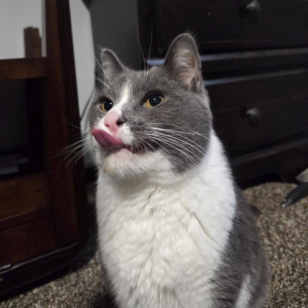Enlarge Abbott--In Foster, a Adoptable Domestic Short Hair in Fargo, ND image 3/6