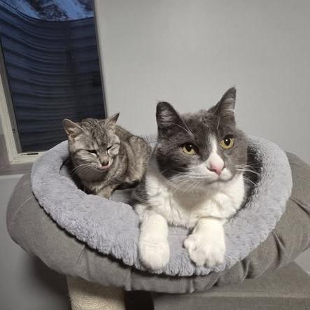 Enlarge Abbott--In Foster, a Adoptable Domestic Short Hair in Fargo, ND image 4/6