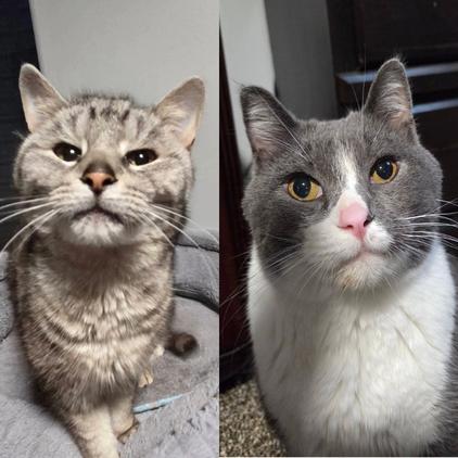 Enlarge Abbott--In Foster, a Adoptable Domestic Short Hair in Fargo, ND image 5/6