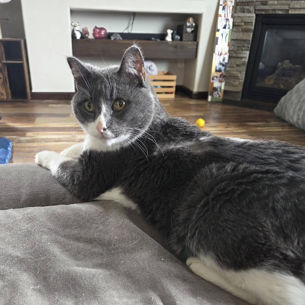 Enlarge Abbott--In Foster, a Adoptable Domestic Short Hair in Fargo, ND image 6/6